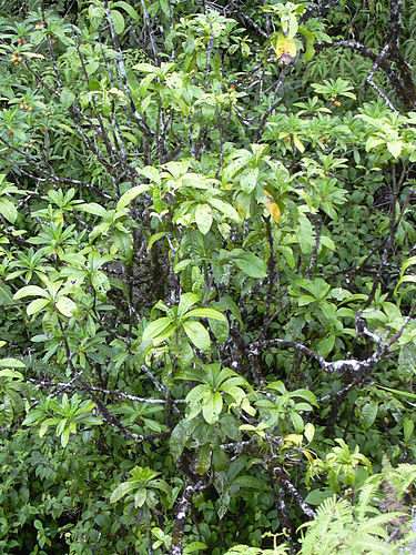 Pisonia umbellifera